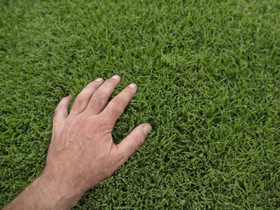 Luscious green grass after lawn care services in eagle mountain